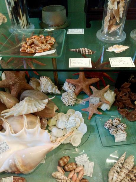 Deux cabinets de curiosités pour les amateurs de taxidermie!