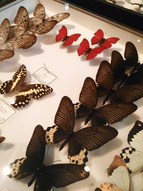 Deux cabinets de curiosités pour les amateurs de taxidermie!