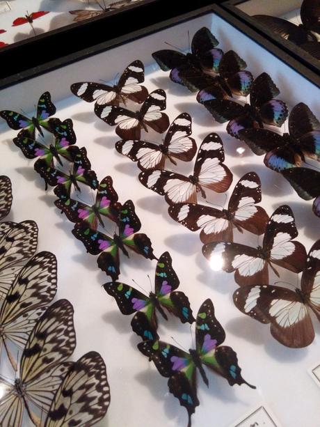 Deux cabinets de curiosités pour les amateurs de taxidermie!