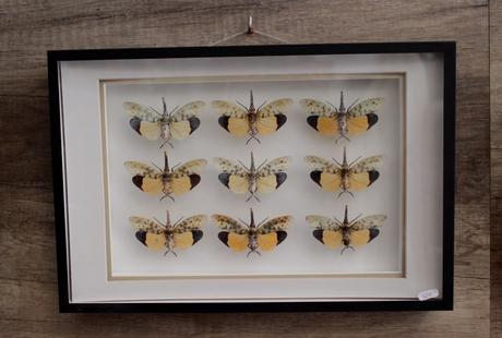 Deux cabinets de curiosités pour les amateurs de taxidermie!