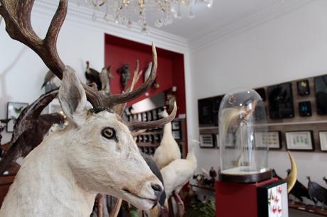 Deux cabinets de curiosités pour les amateurs de taxidermie!