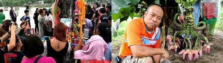 Thaïlande, arbres affolent loterie nationale (vidéo)