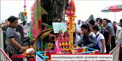 Thaïlande, Ces arbres qui affolent la loterie nationale (vidéo)
