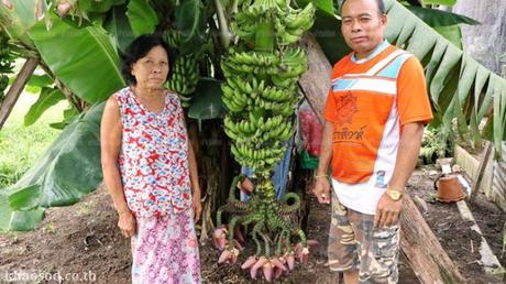Thaïlande, Ces arbres qui affolent la loterie nationale (vidéo)