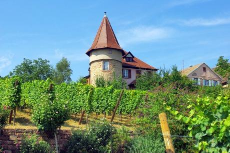 Zellenberg Alsace Haut-Rhin