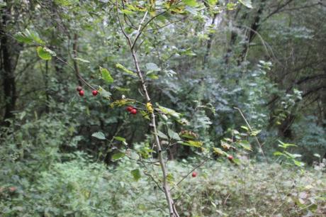 1 crataegus ellwangeriana romi  oct 2016 009 (1).jpg