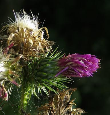 Chardon crépu (Carduus crispus)
