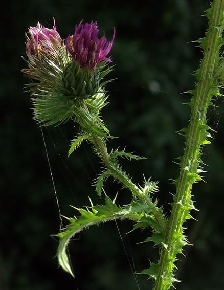 Chardon crépu (Carduus crispus)