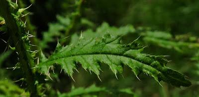 Chardon crépu (Carduus crispus)