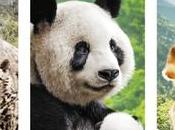 [Cinéma] Chine Très beau film animalier