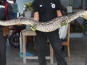 Bangkok, Python s'invite maison avale chat (vidéo)