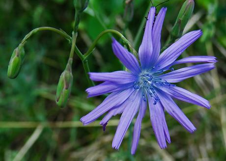 Laitue vivace (Lactuca perennis)