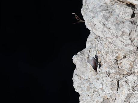 Le tichodrome est élégant en vol, mais aussi redoutablement agile lorsqu'il s'agit d'escalader les rochers escarpés du Jura neuchâtelois.