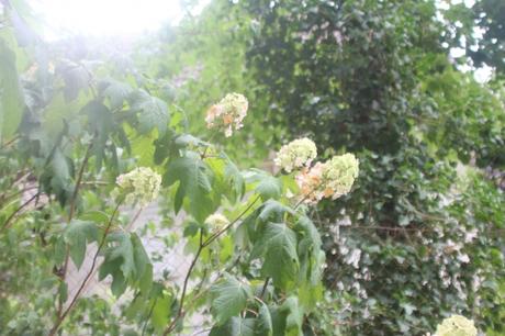 4 hydrangea quercifolia veneux 6 aout 2017 001 (1).jpg