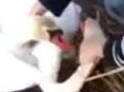 Divers dénouement heureux