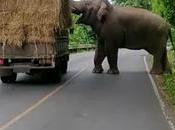Parc national Khao Yaï, éléphant sauvage braque camion (vidéo)