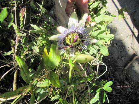 La France - St Rémy de Provence - 6