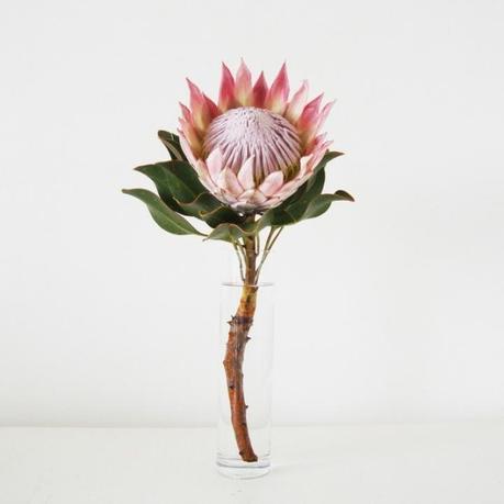 elephant in the room | Protea