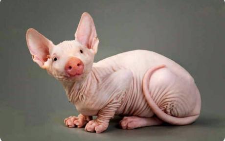 sphynx cochon.jpg