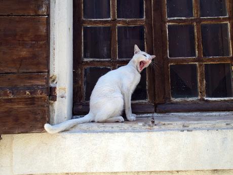 Arles : souvenirs de chats, de fissures et d'odeur de pierres chaudes