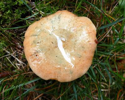 Champignons - Mittenwald - 16.09.2017- 20 Fotos