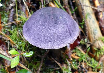 Champignons - Mittenwald - 16.09.2017- 20 Fotos