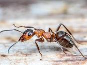 maladies PEAU venin fourmis pour rétablir barrière cutanée