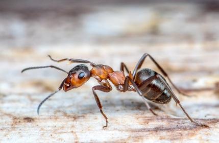PSO et maladies de PEAU : Du venin de fourmis pour rétablir la barrière cutanée