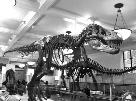 Visiter l'American Museum of Natural History New York