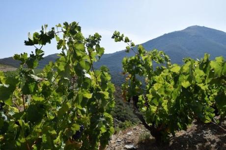 Les Vignes en Languedoc-Roussillon