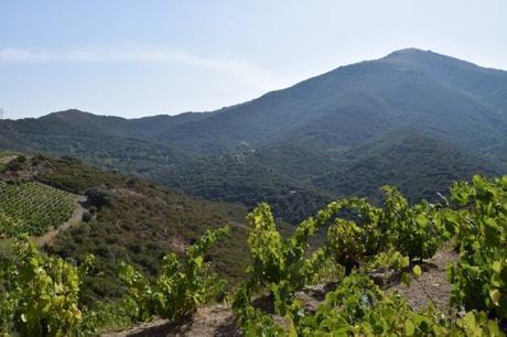 Du bio, du beau sur les terres du Roussillon - vins bio en roussillon