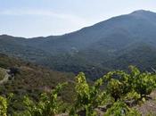 decouverte vins roussillon