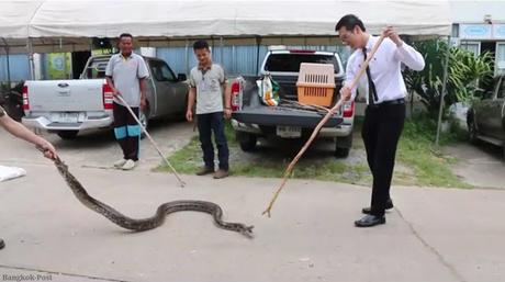 Thaïlande, Comment attraper un serpent ? mode d'emploi en vidéo