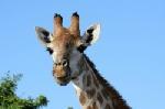 girafe