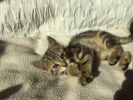 Moon petite chatte de 3 mois la soeur de Luciole tigrée type Européenne à adopter chez sos chiens galgos