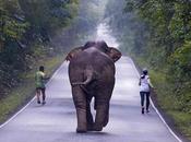 Khao-Yaï, Éléphant coureurs, quand selfie occulte notion danger