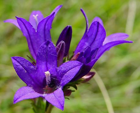 Campanule agglomérée (Campanula glomerata)