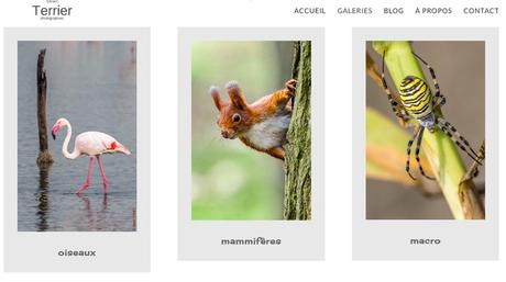 16 sites internet de photographes animaliers (mais pas que)