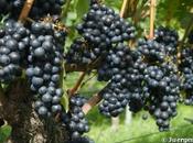 Bientôt pénurie vins France