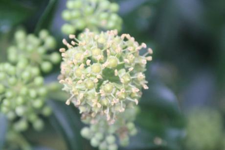 6 hedera helix veneux 26 sept 2017 008.jpg