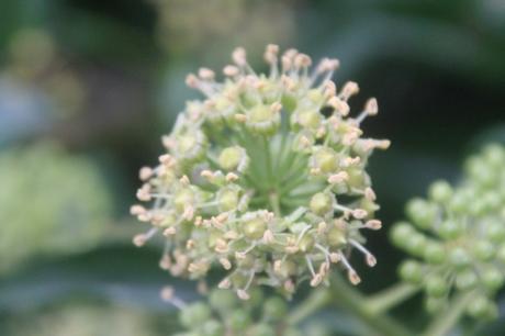 7 hedera helix veneux 26 sept 2017 007.jpg