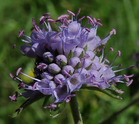 Succise des prés (Succisa pratensis)