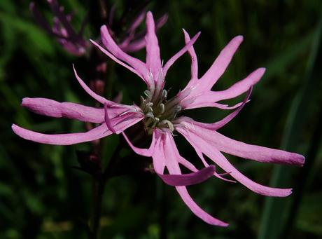 Lychnis fleur de coucou (Silene flos-cuculi)