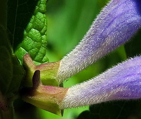 Scutellaire en casque (Scutellaria galericulata)