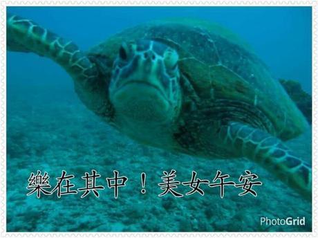 Un Taiwanais a filmé le paradis !! tortue
