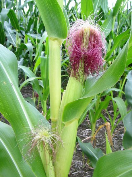 Canada-Montréal-Un labyrinthe