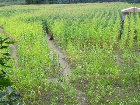 Canada-Montréal-Un labyrinthe