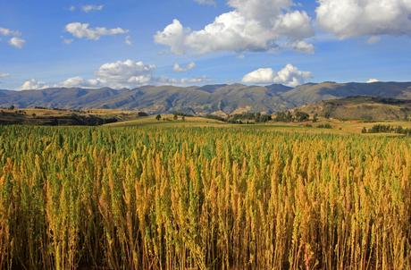 Secrets de grains : la culture du quinoa
