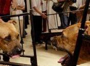 musée Guggenheim, œuvres retirées pour maltraitance d’animaux