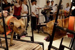 Au musée Guggenheim, des œuvres retirées pour maltraitance d’animaux